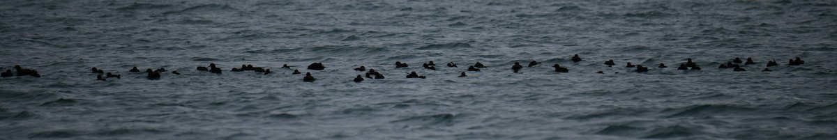 Sooty/Short-tailed Shearwater - ML182525311