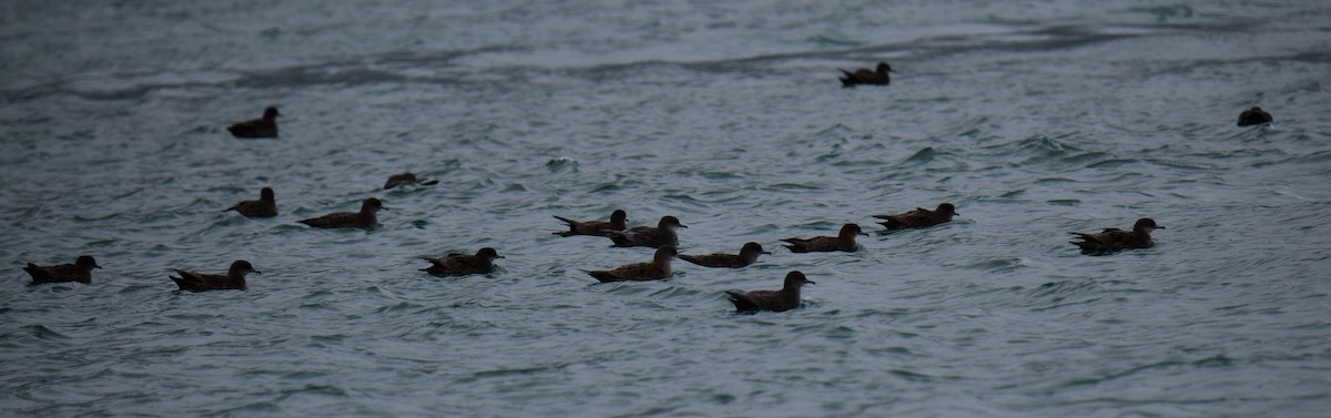 灰水薙鳥/短尾水薙鳥 - ML182525391