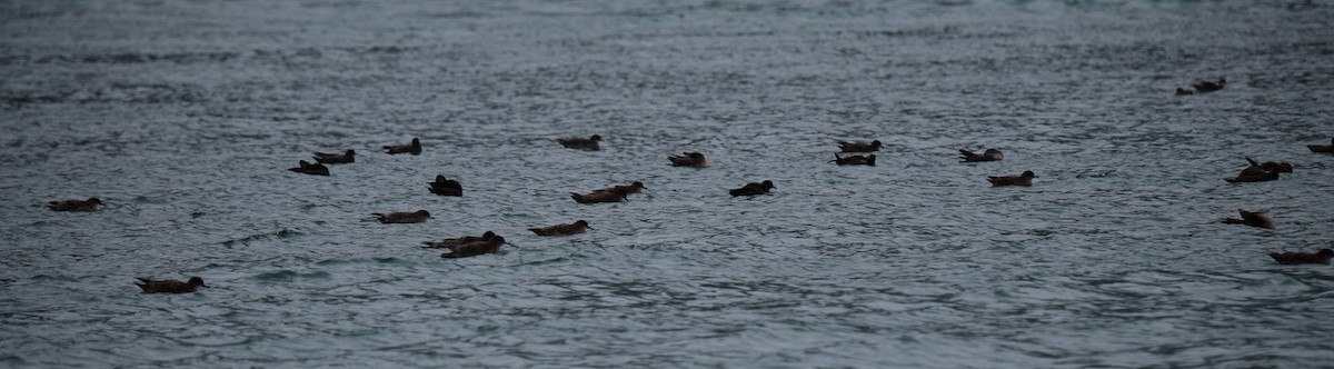 灰水薙鳥/短尾水薙鳥 - ML182525401