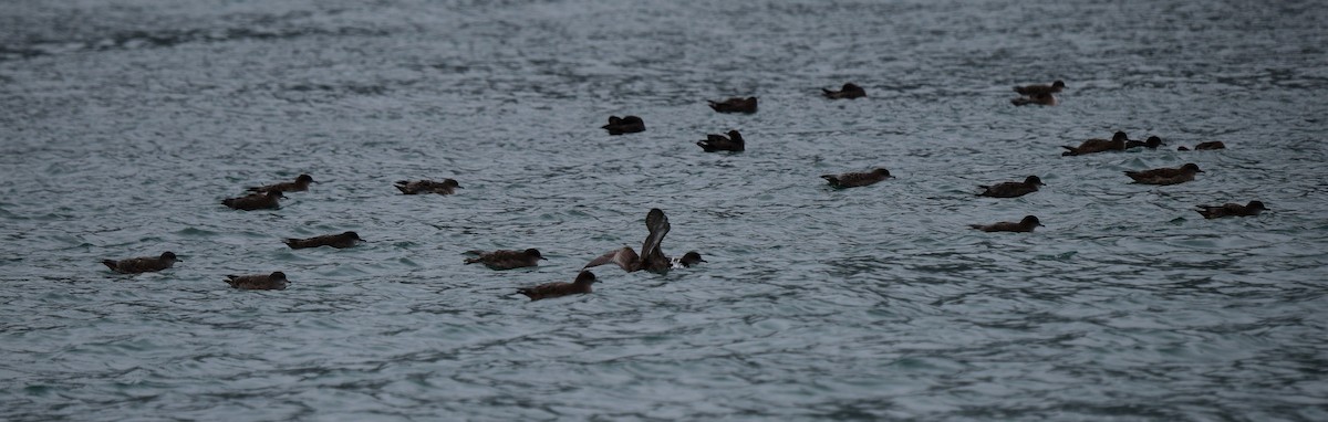 灰水薙鳥/短尾水薙鳥 - ML182525411