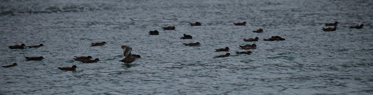 灰水薙鳥/短尾水薙鳥 - ML182525421