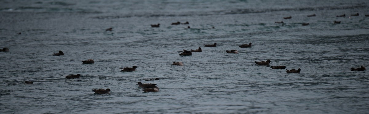 灰水薙鳥/短尾水薙鳥 - ML182525431