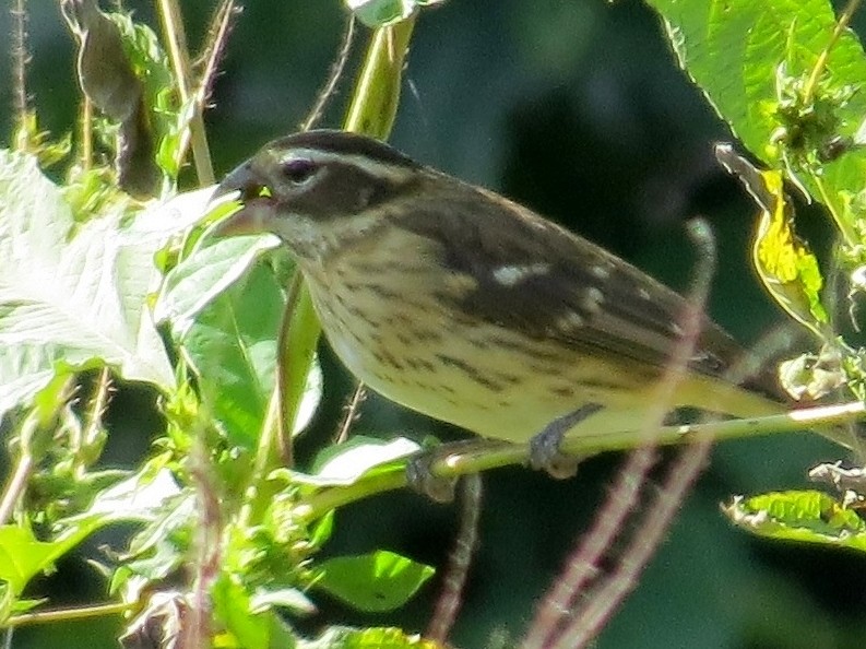 Rose-breasted Grosbeak - ML182525771