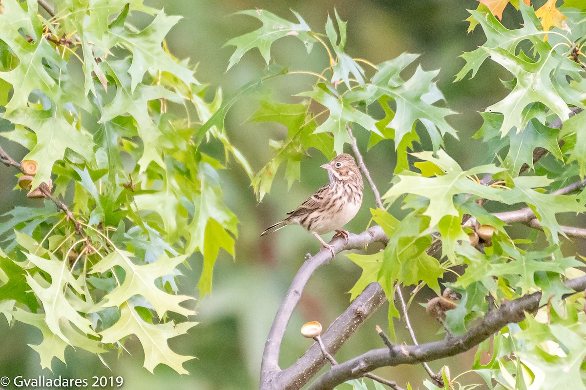 Vesper Sparrow - ML182526161