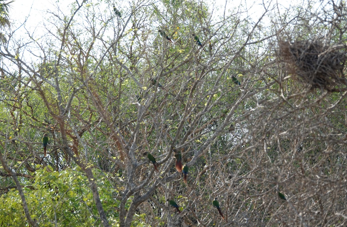 Green-cheeked Parakeet - ML182527321