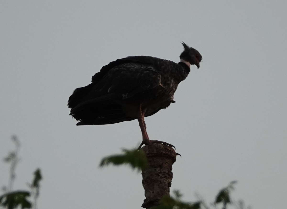 Southern Screamer - ML182529051