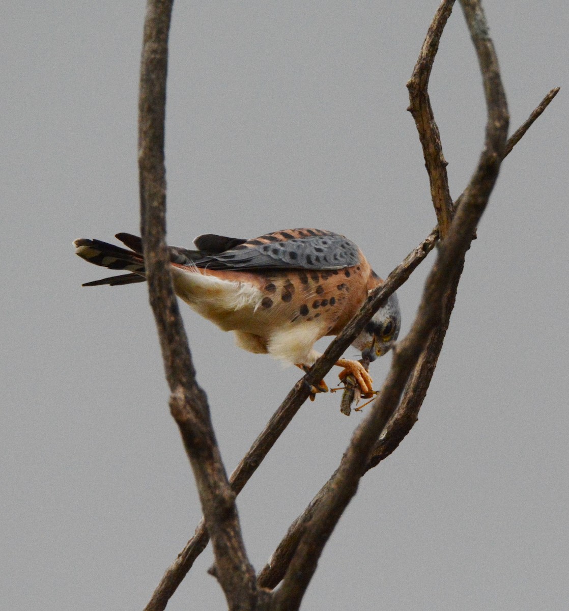 American Kestrel - ML182530821