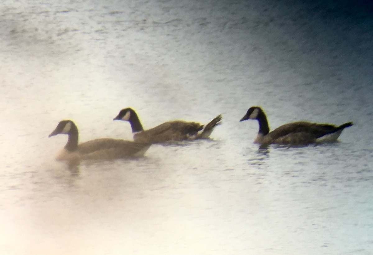 Cackling Goose (Aleutian) - ML182532031