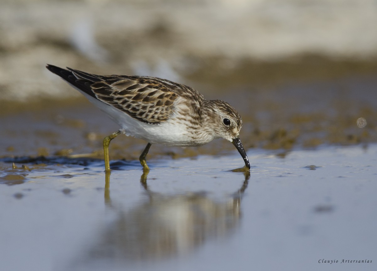 Least Sandpiper - ML182532501