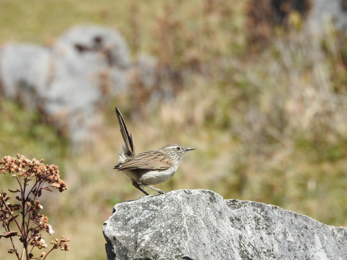 Streak-throated Canastero - Marcelo Quipo