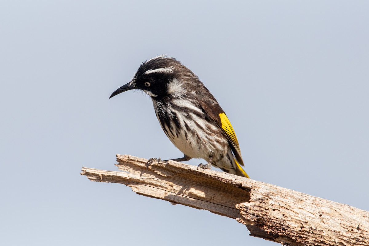 New Holland Honeyeater - ML182534551