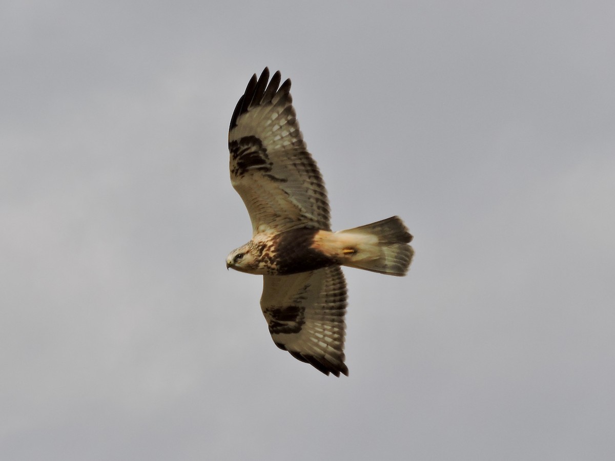 Rough-legged Hawk - ML182535651