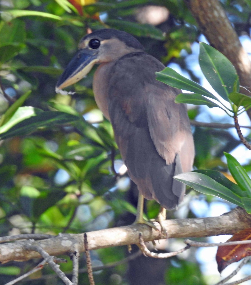 Boat-billed Heron - ML182535901