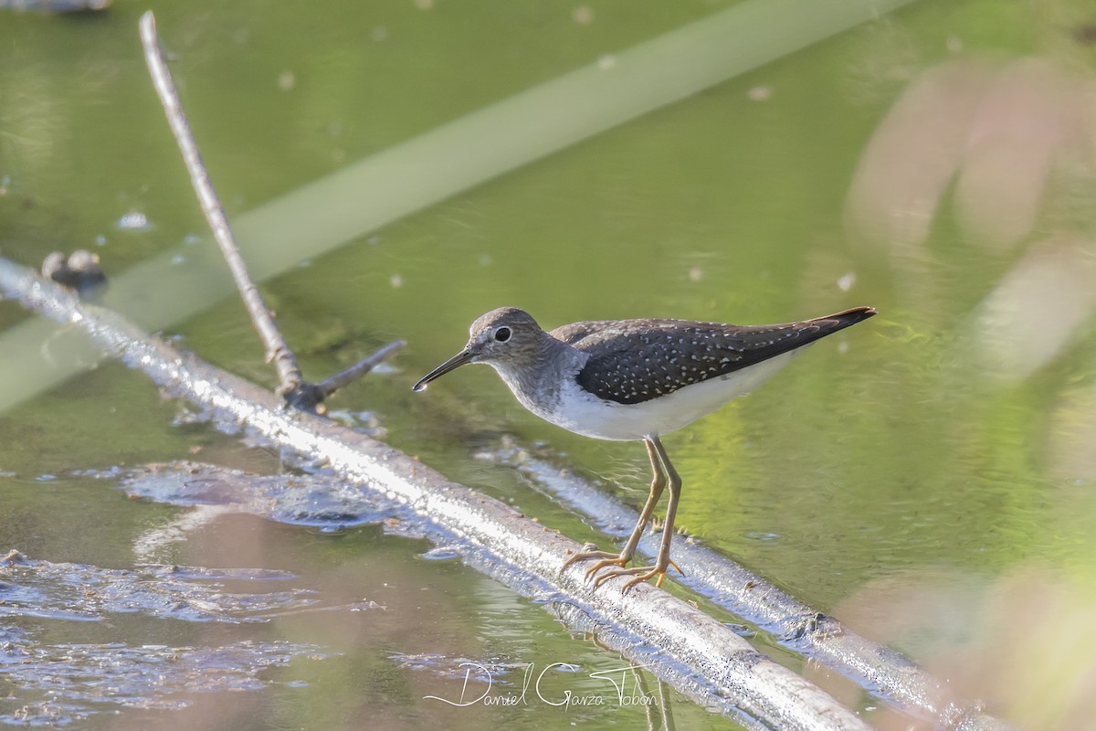 Solitary Sandpiper - ML182536541