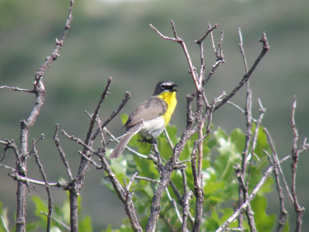 Yellow-breasted Chat - ML182537631