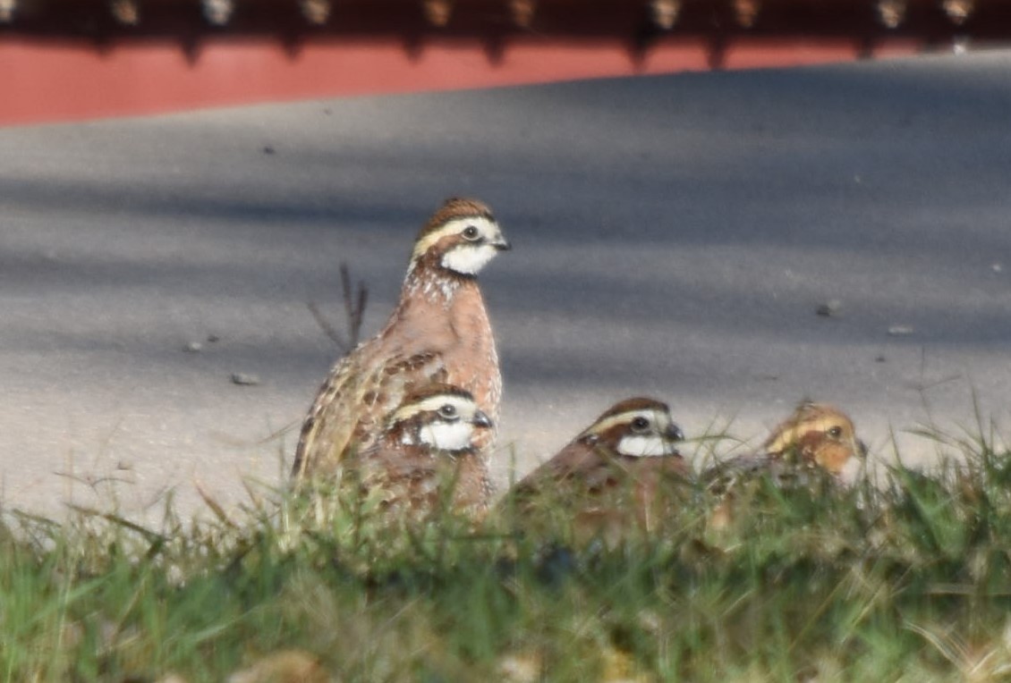 Northern Bobwhite - ML182538171