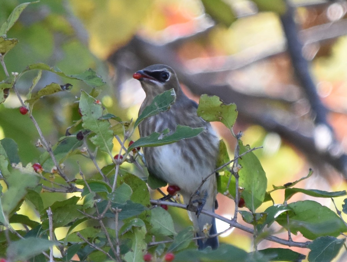 Cedar Waxwing - ML182538261