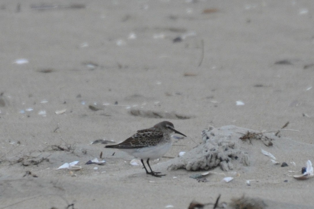 White-rumped Sandpiper - ML182539641