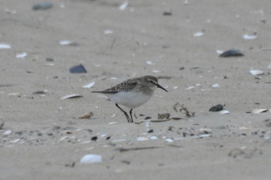 White-rumped Sandpiper - ML182539651