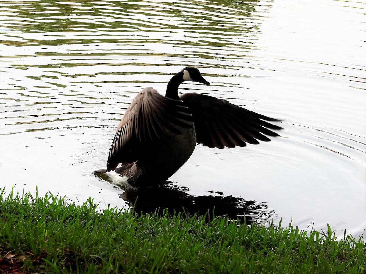 Canada Goose - ML182541561