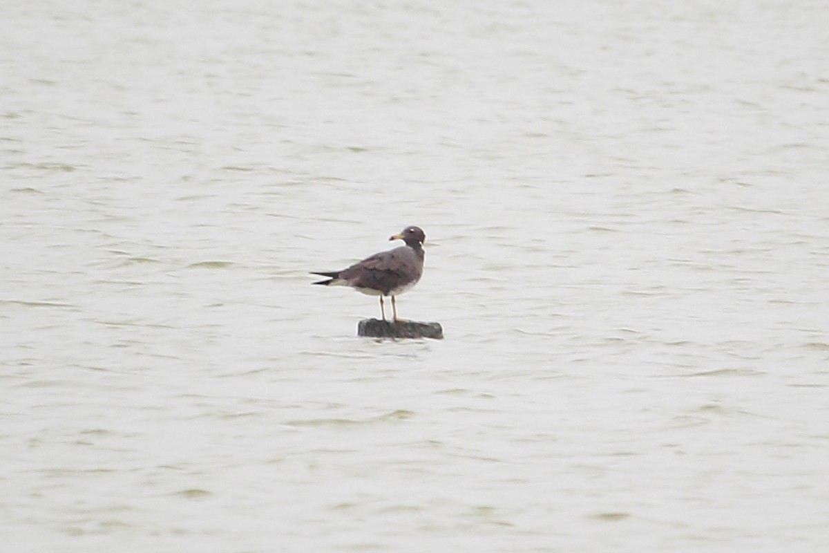 Sooty Gull - ML182543331