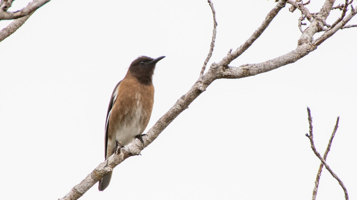 Madagascar Starling - Jean-Sébastien Guénette