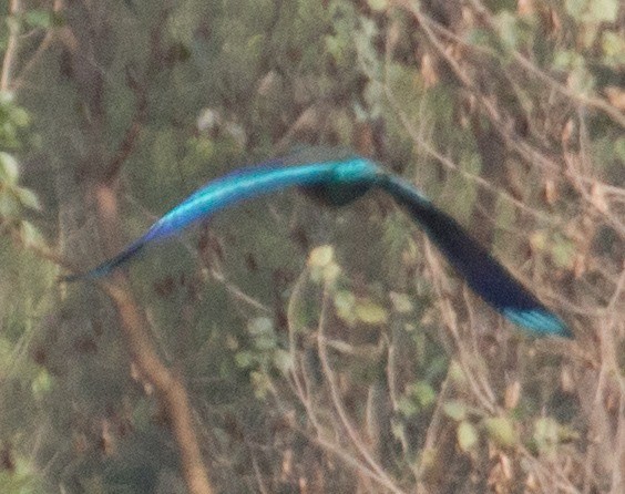 Indian x Indochinese Roller (hybrid) - Zaber Ansary -BirdingBD Tours