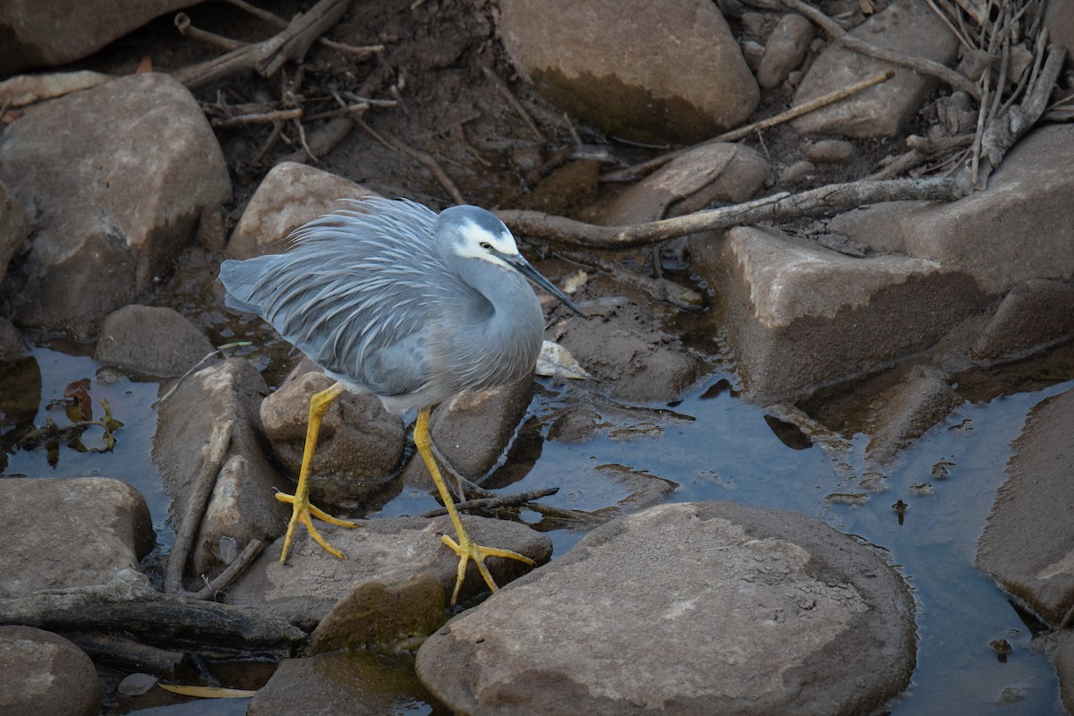 White-faced Heron - ML182544631