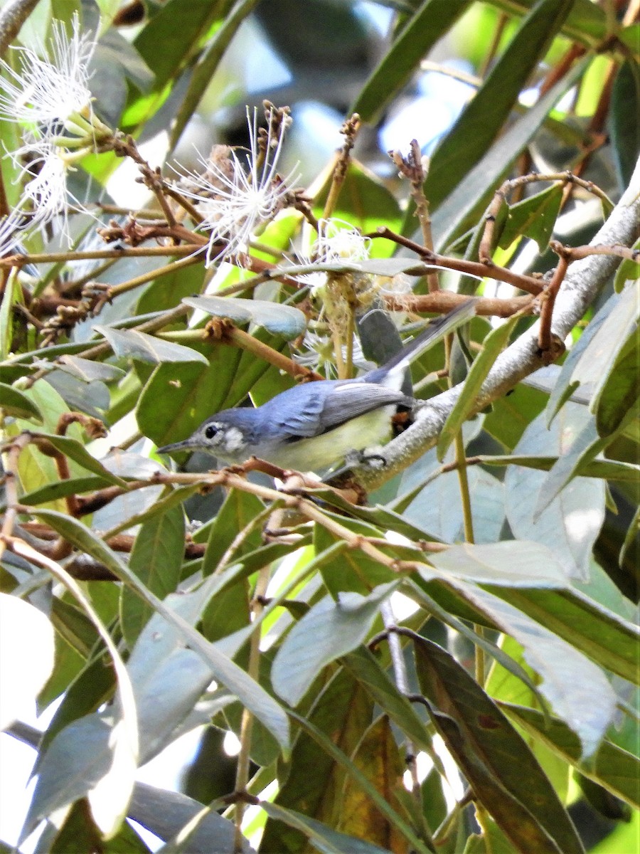 White-browed Gnatcatcher - ML182546751