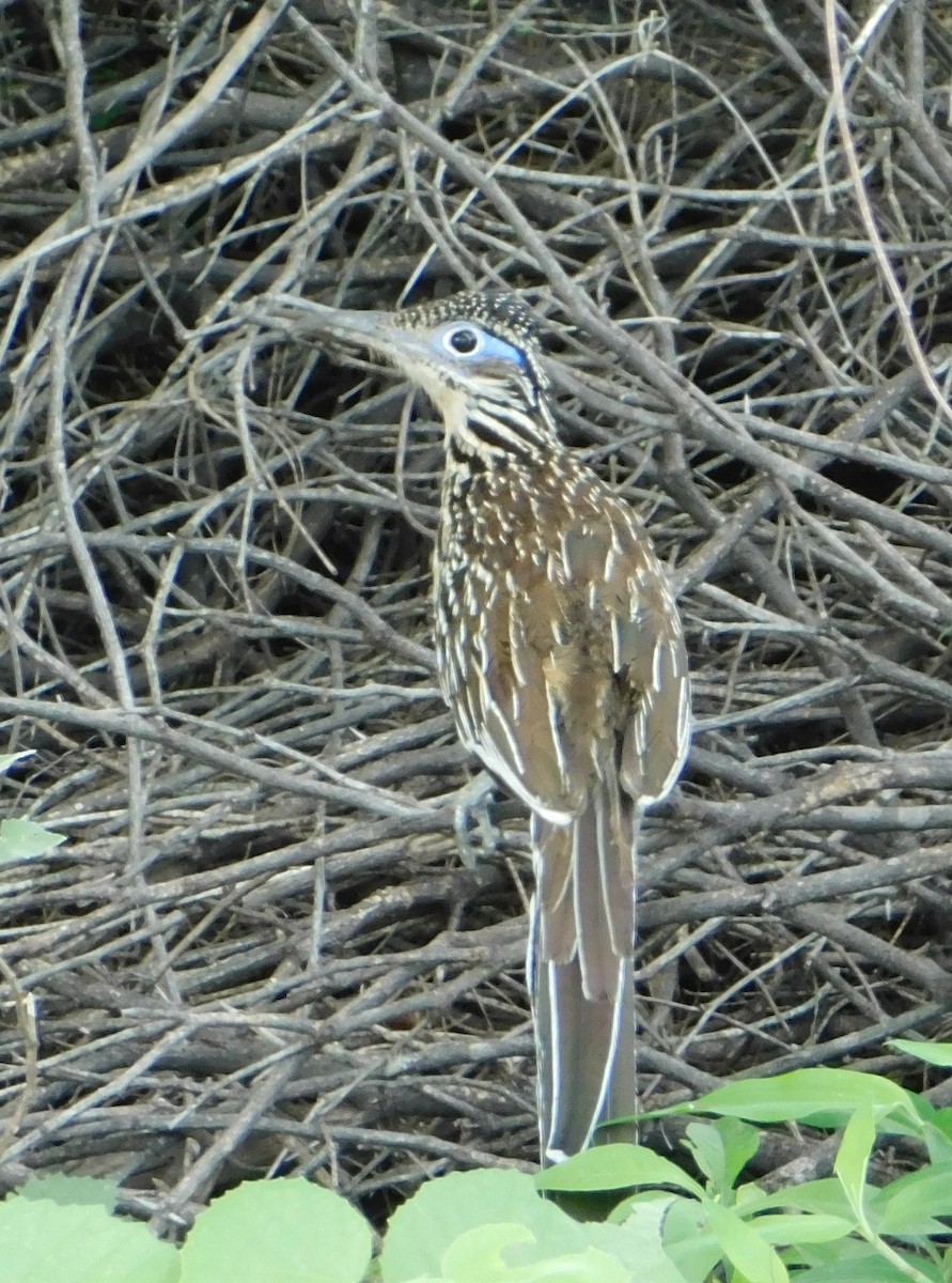 Lesser Roadrunner - ML182546871