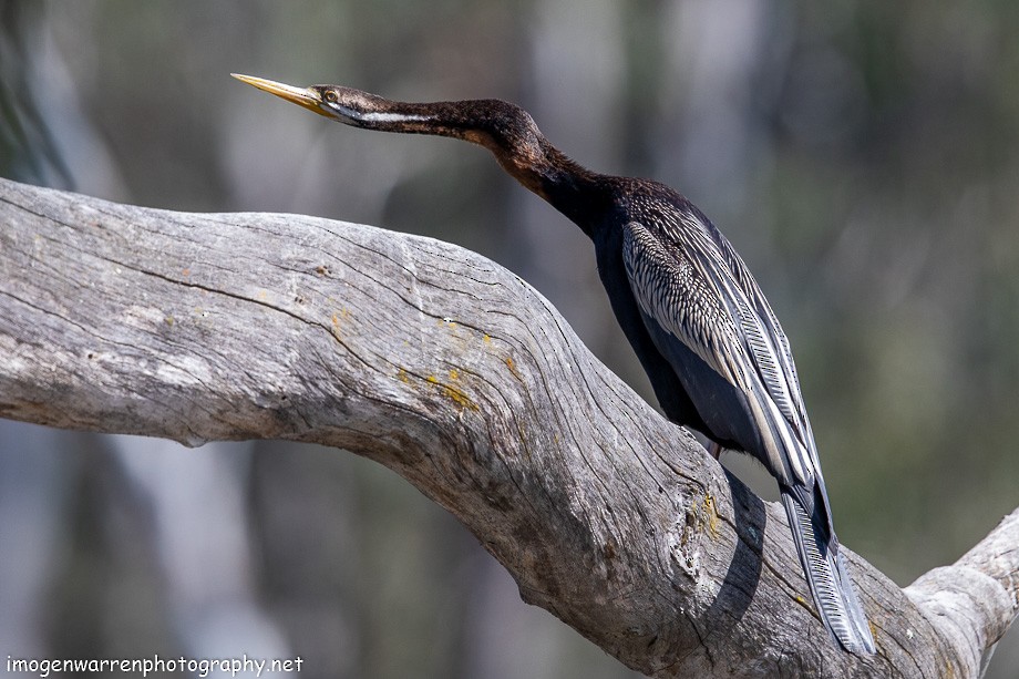 Austral-Schlangenhalsvogel - ML182546891