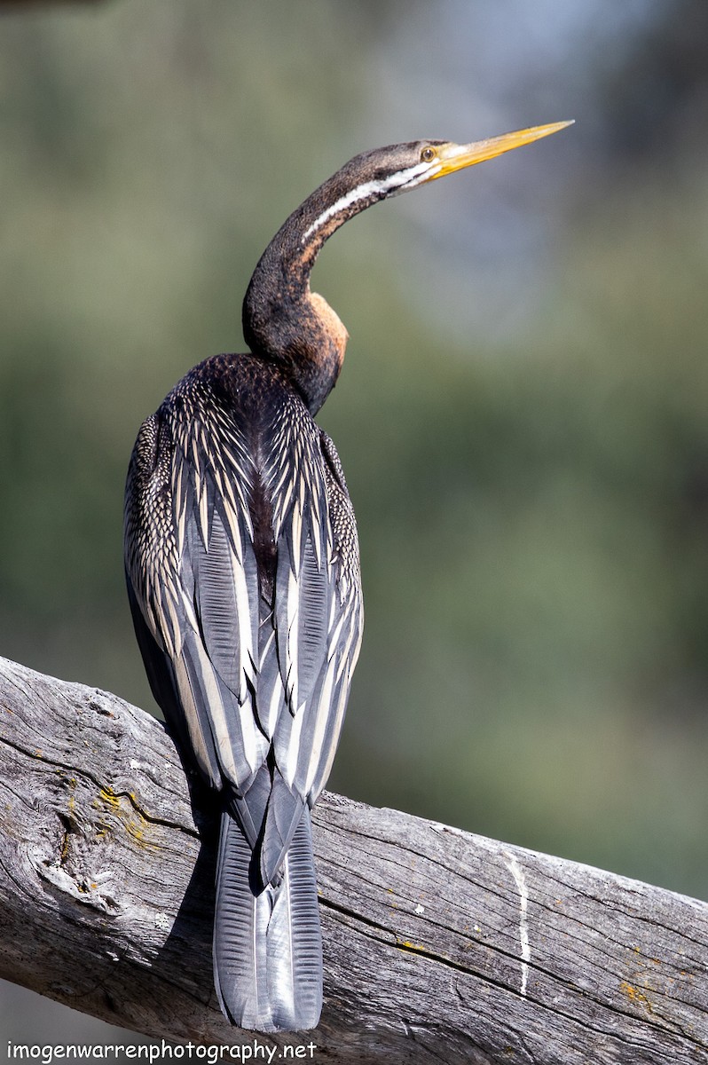 Austral-Schlangenhalsvogel - ML182546941