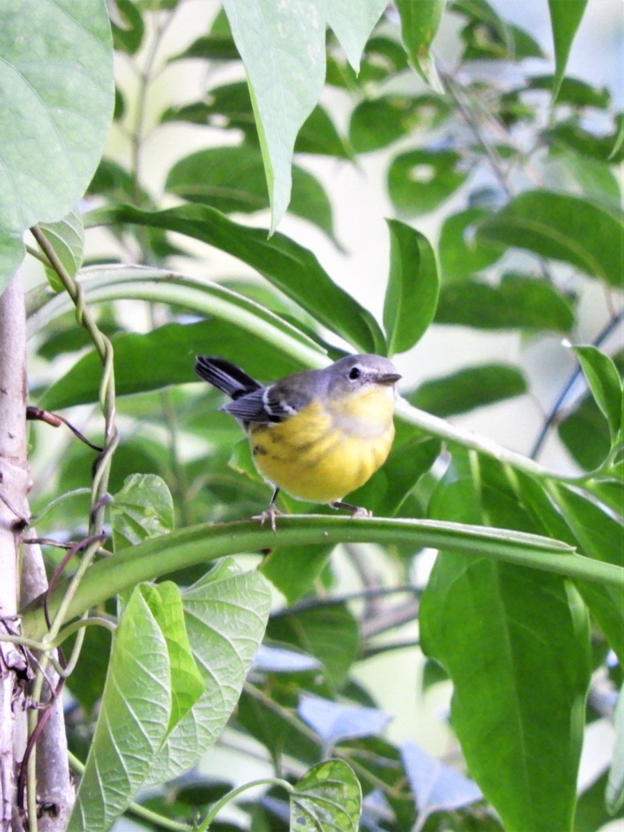 Magnolia Warbler - ML182547491