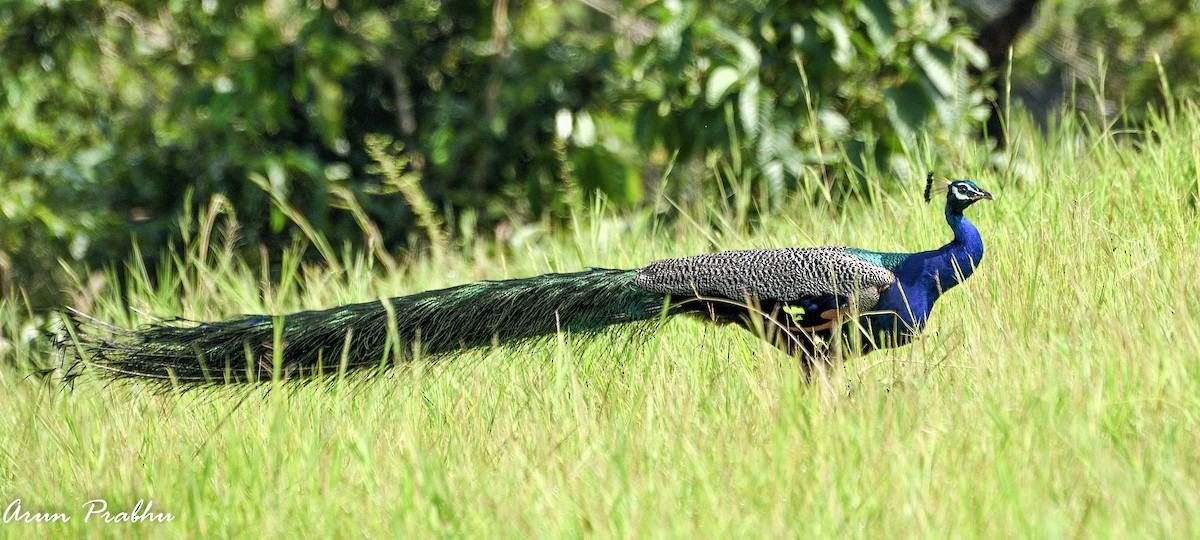 Indian Peafowl - ML182551021