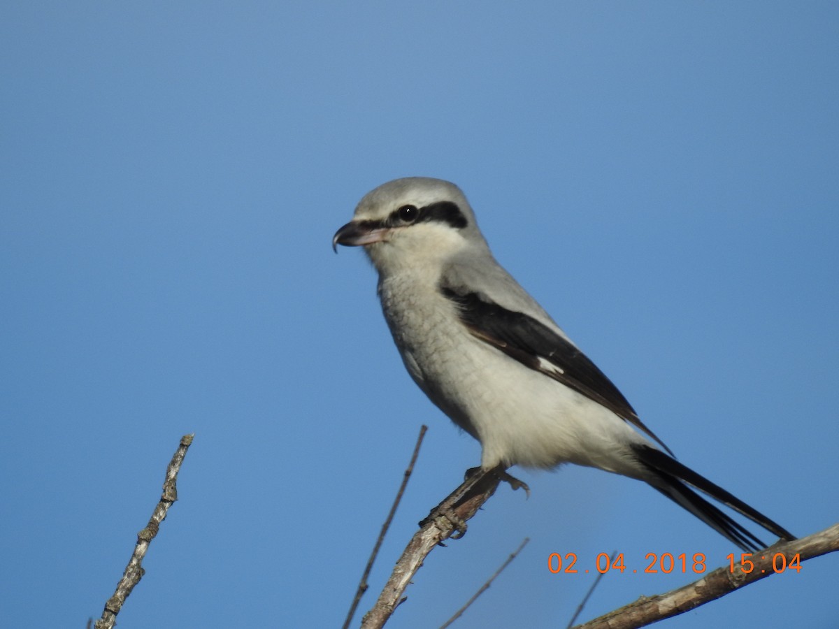 Northern Shrike - ML182551061