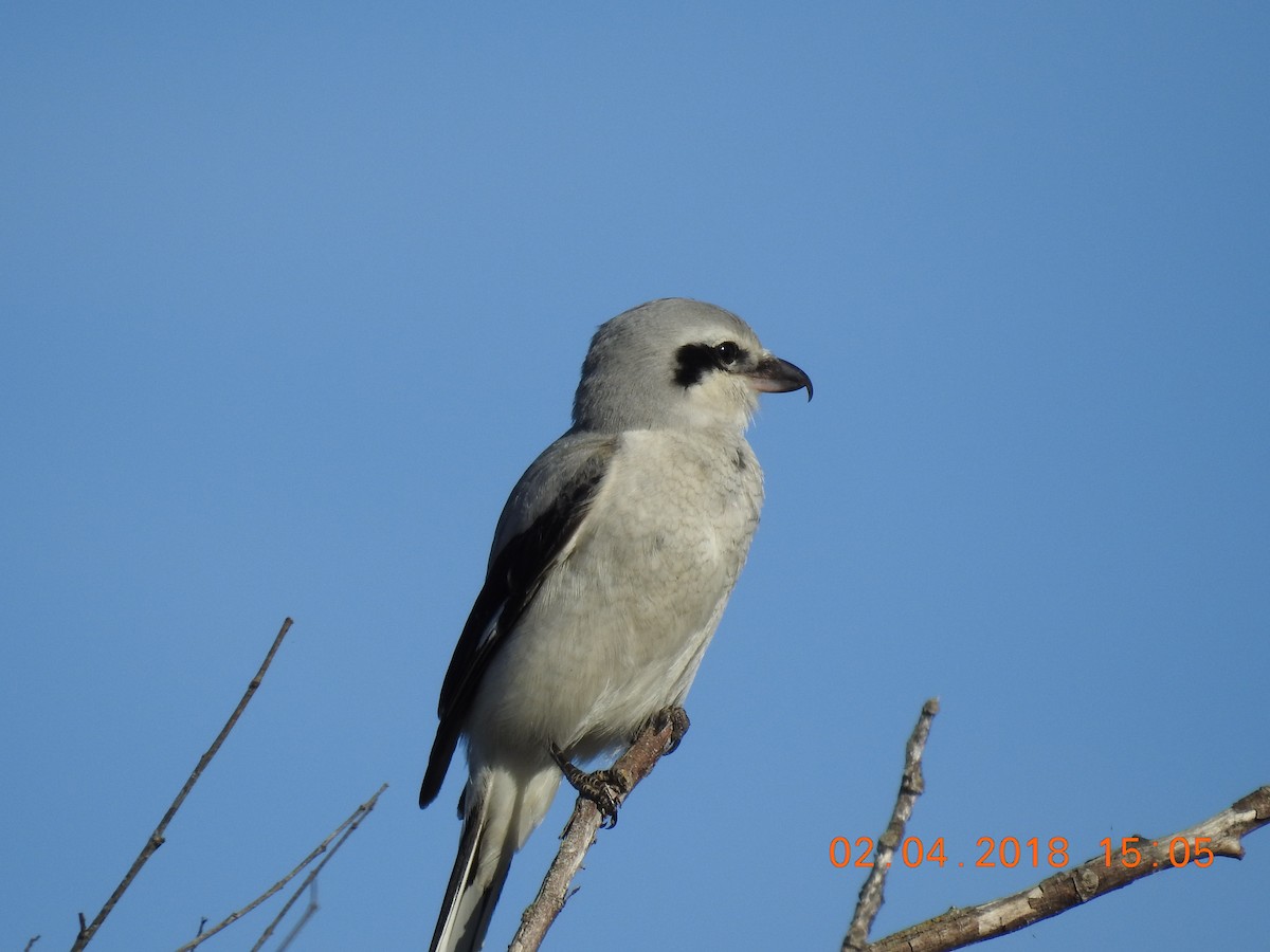 Northern Shrike - ML182551081