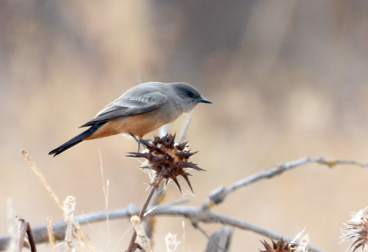 Say's Phoebe - Norman Pillsbury