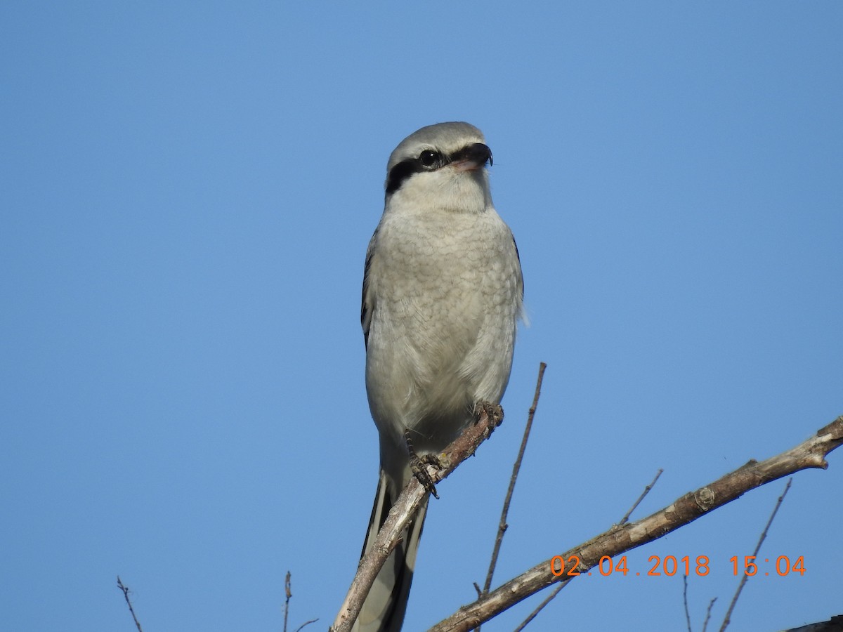 Northern Shrike - ML182551111