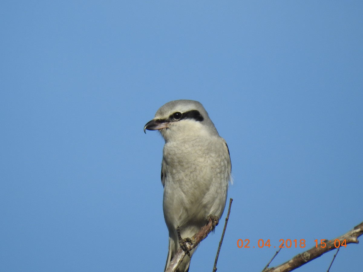 Northern Shrike - ML182551181