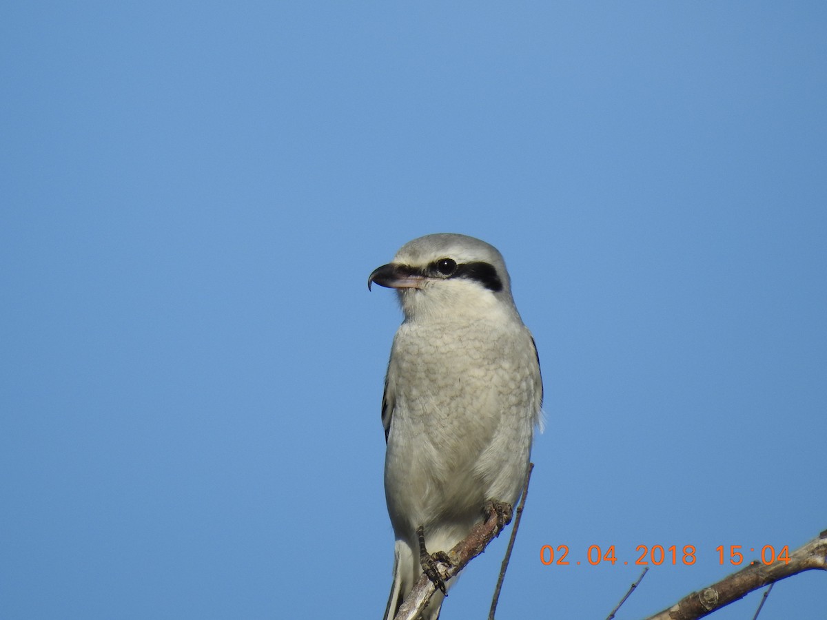 Northern Shrike - ML182551201