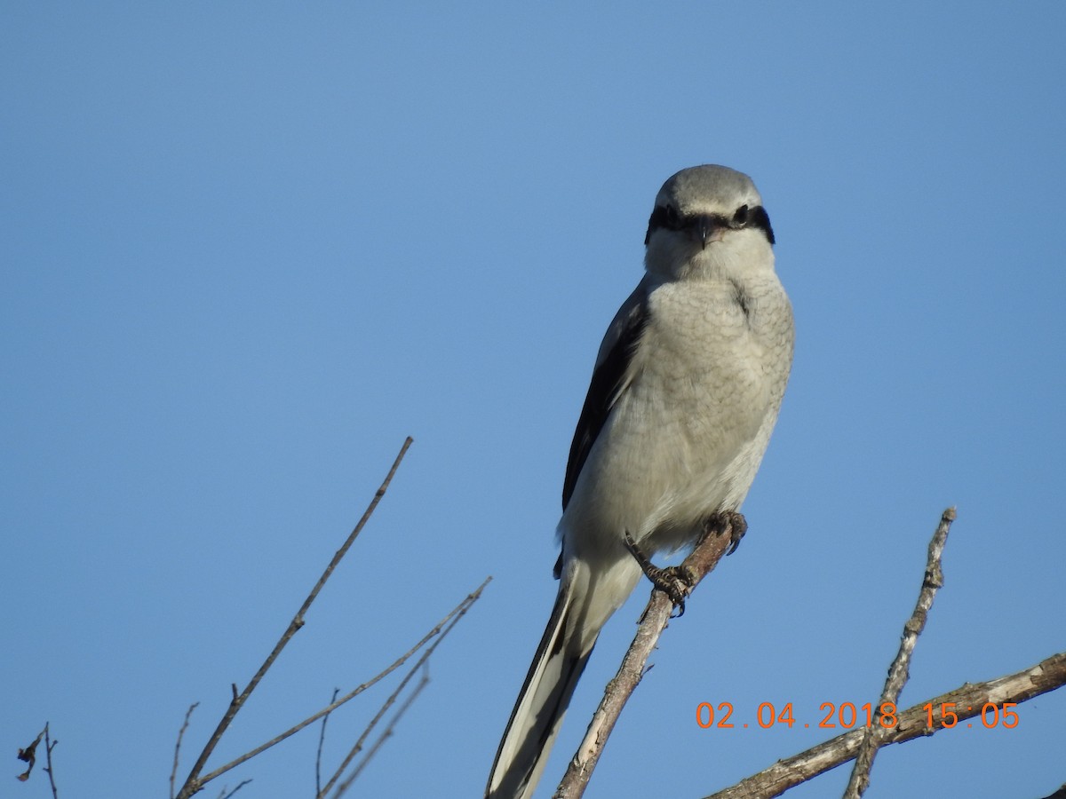 Northern Shrike - ML182551221