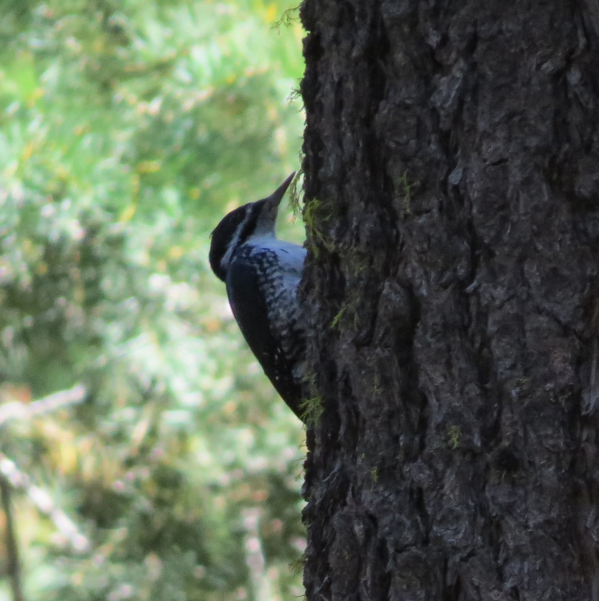 Black-backed Woodpecker - ML182551621