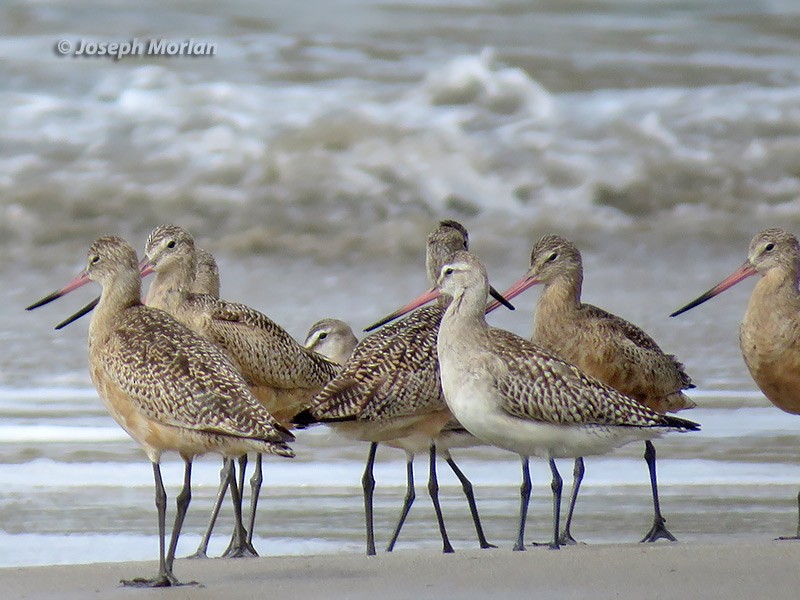 Bar-tailed Godwit - Joseph Morlan