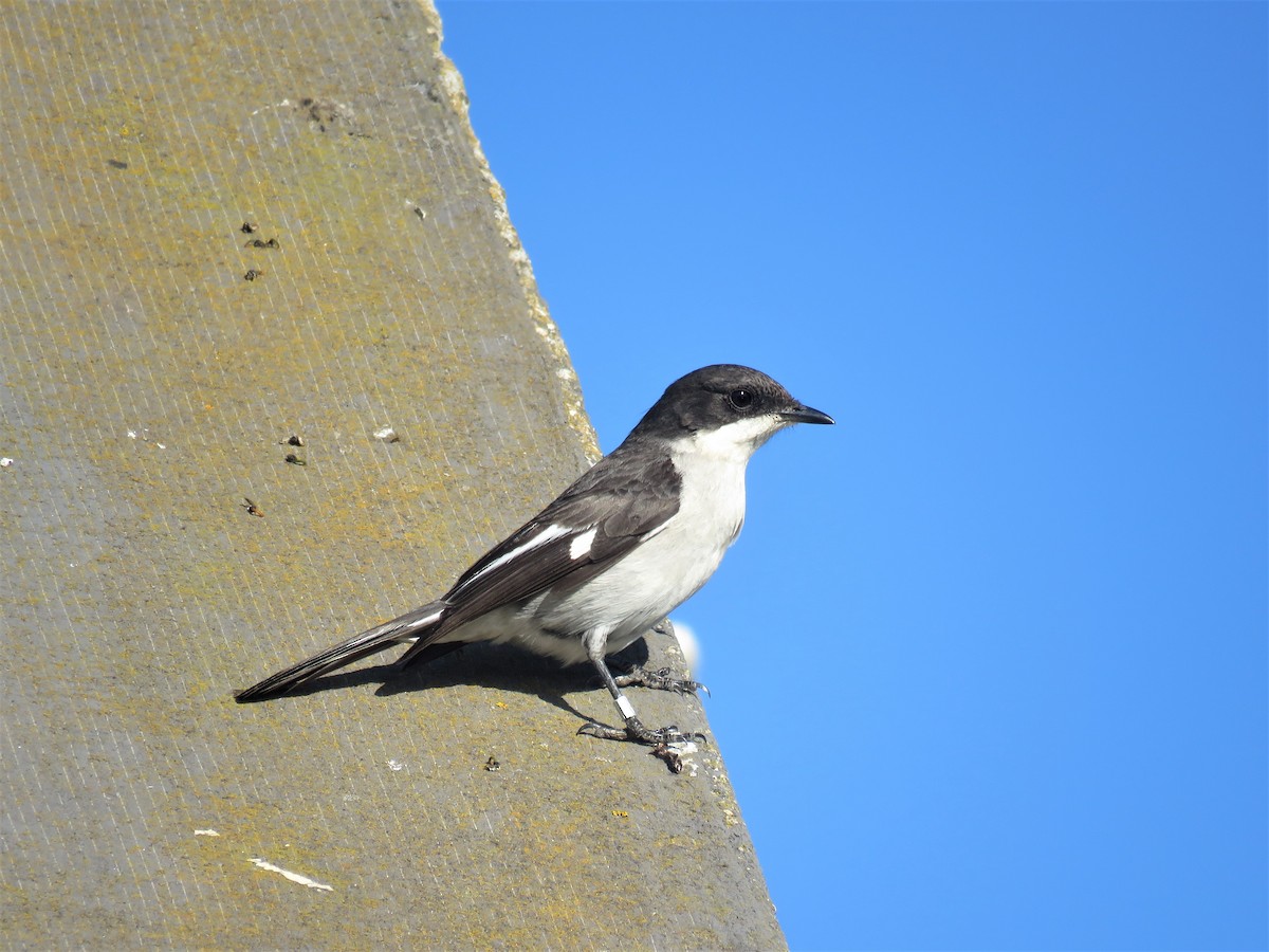 Fiscal Flycatcher - ML182552711