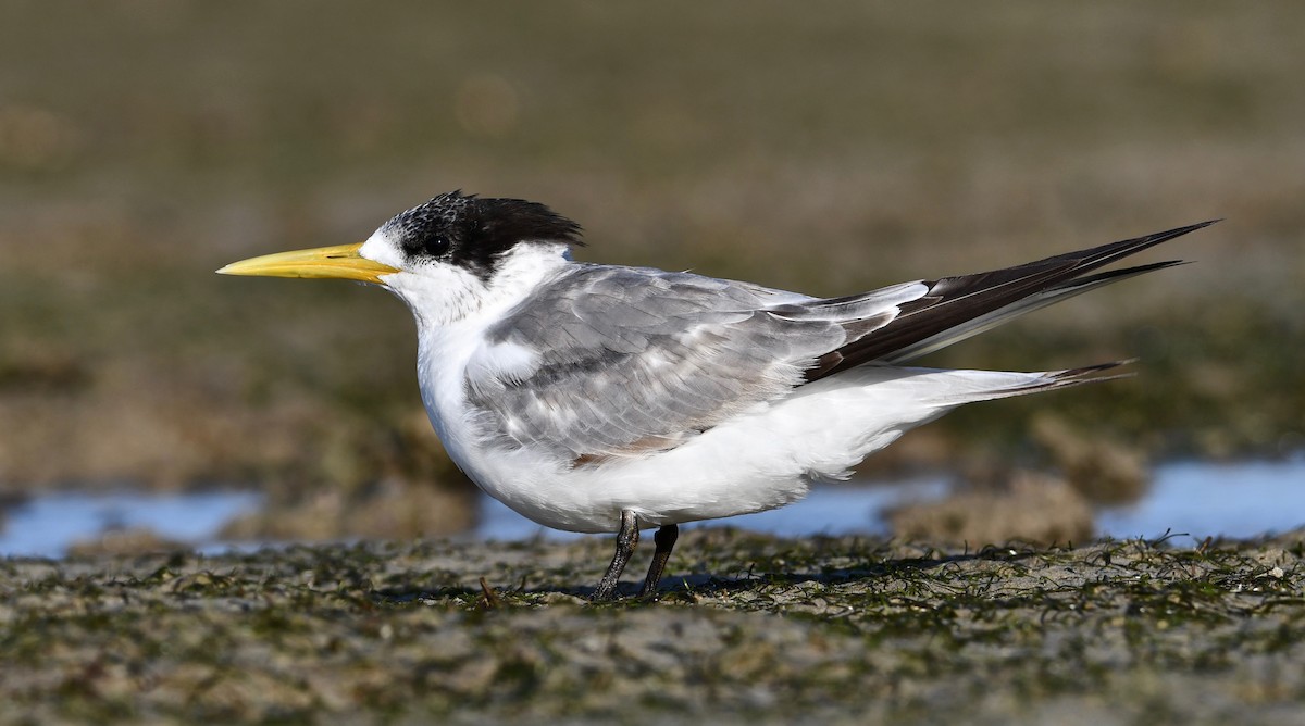 Great Crested Tern - Michael Daley