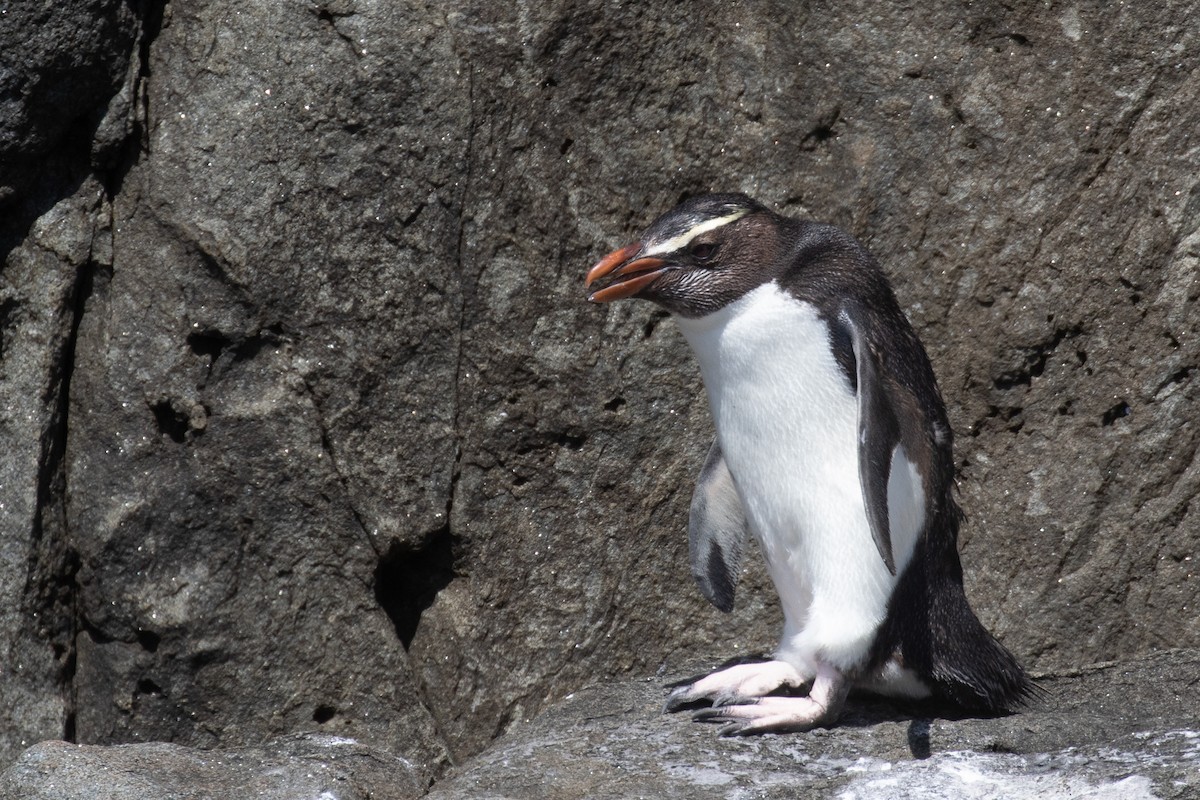 Толстоклювый пингвин - ML182555121
