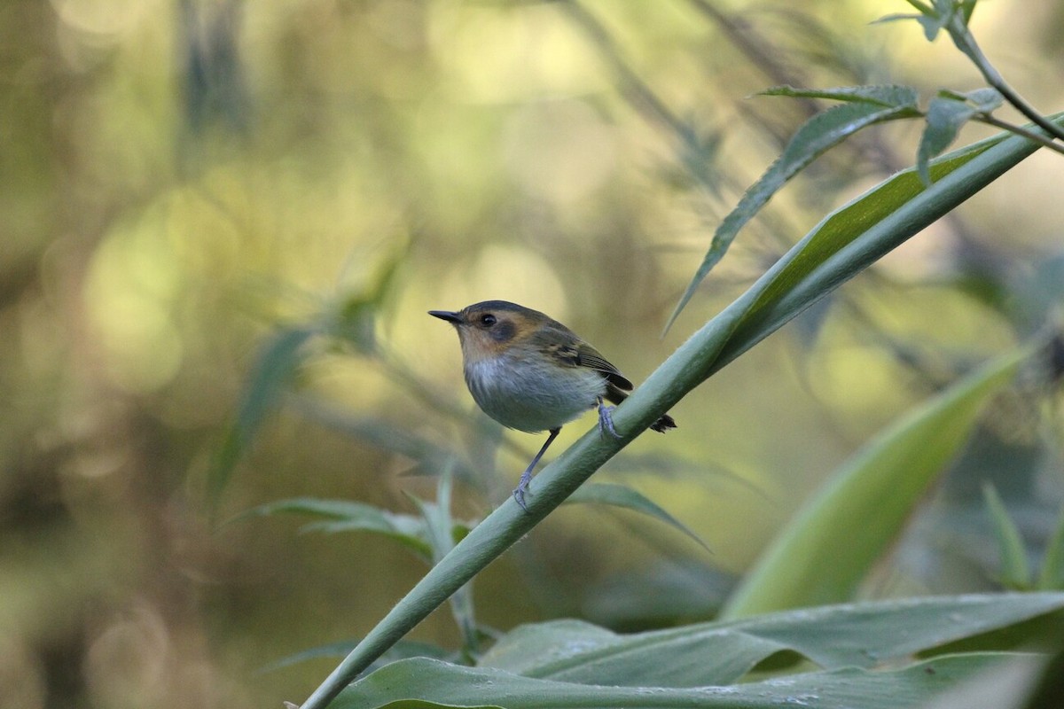 Ochre-faced Tody-Flycatcher - ML182555941