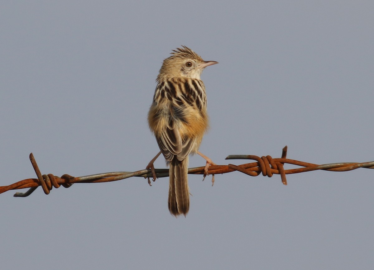 Desert Cisticola - ML182557121