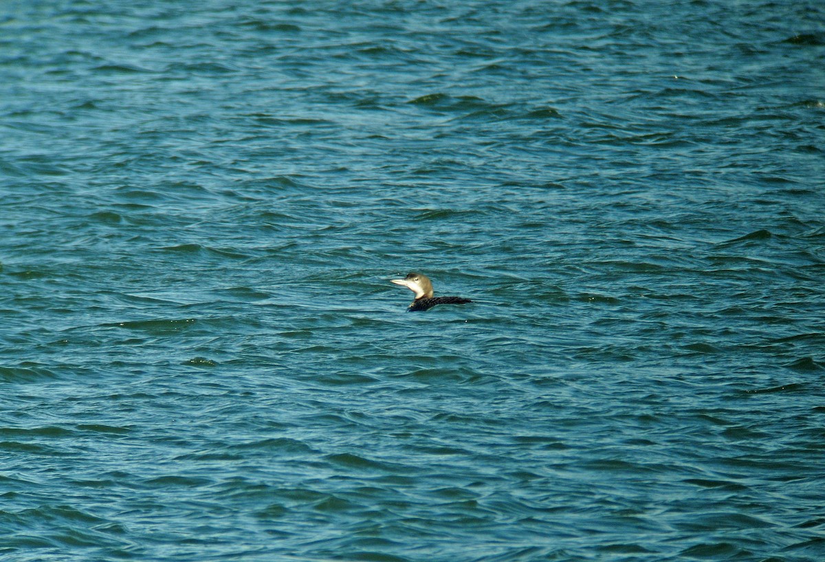 Common Loon - Ray Scally