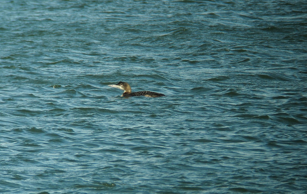 Common Loon - Ray Scally